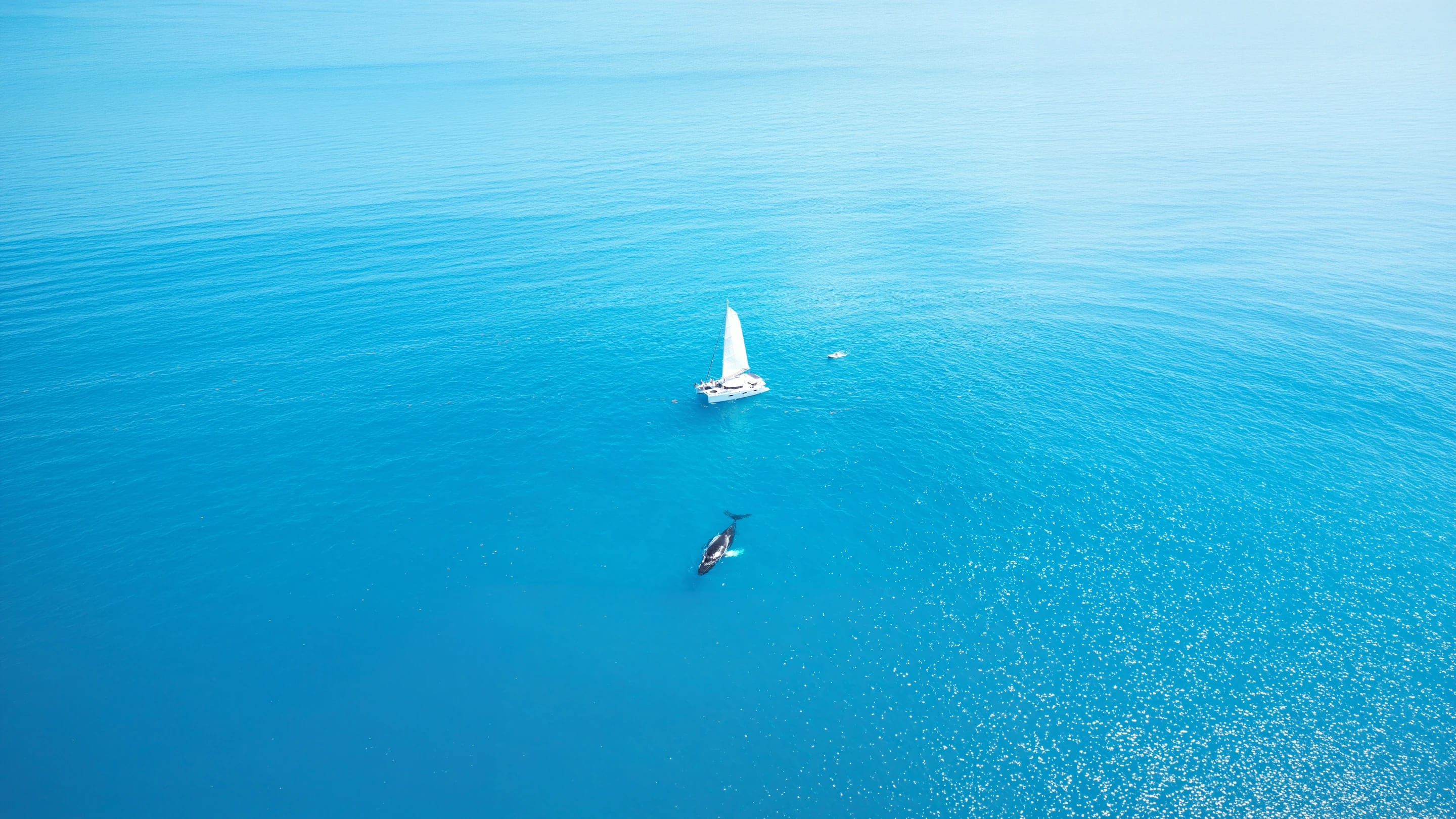 Catamaran and a whale from above