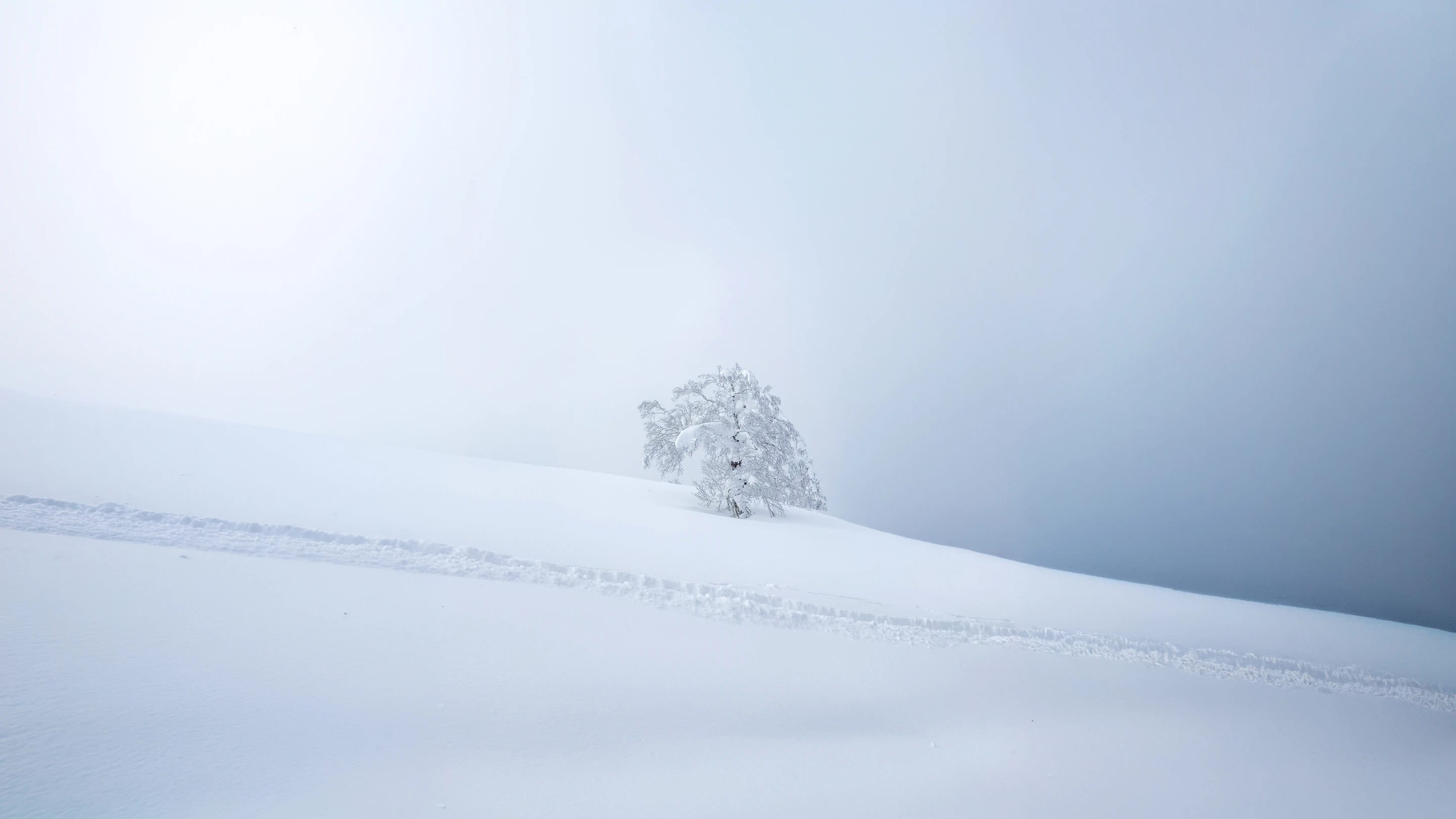 A single tree in snow