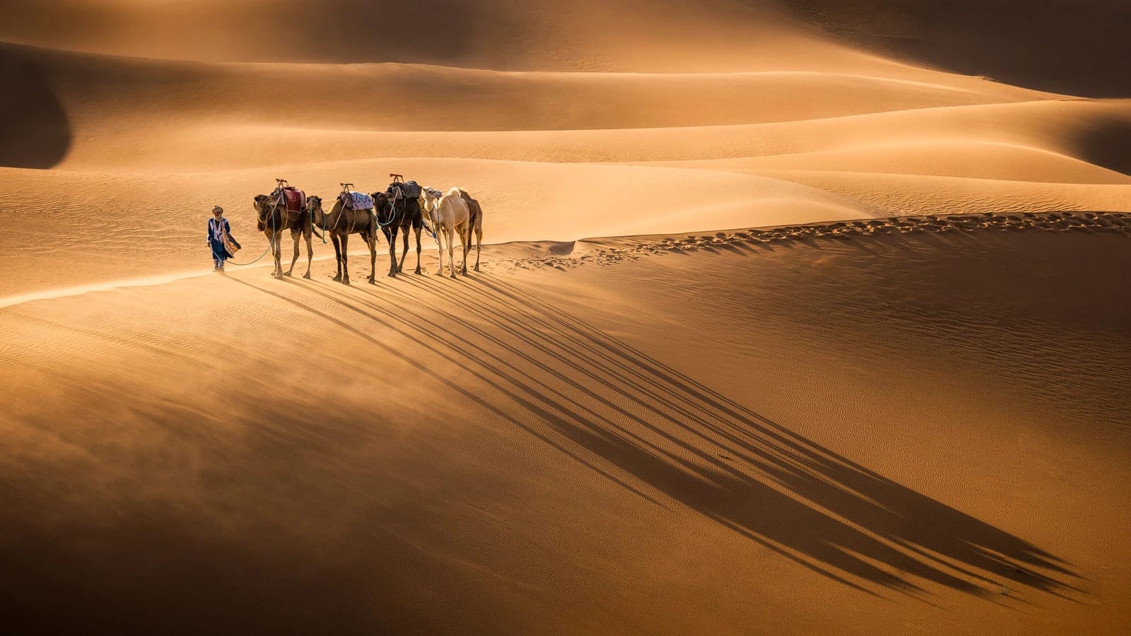 Camel train crossing dunes